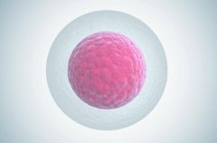 <b>泉州a卵b怀流程：胚胎的质量和男性精子之间有关</b>