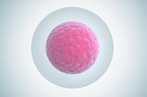 泉州a卵b怀流程：胚胎的质量和男性精子之间有关
